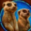 African Simba - Meerkats